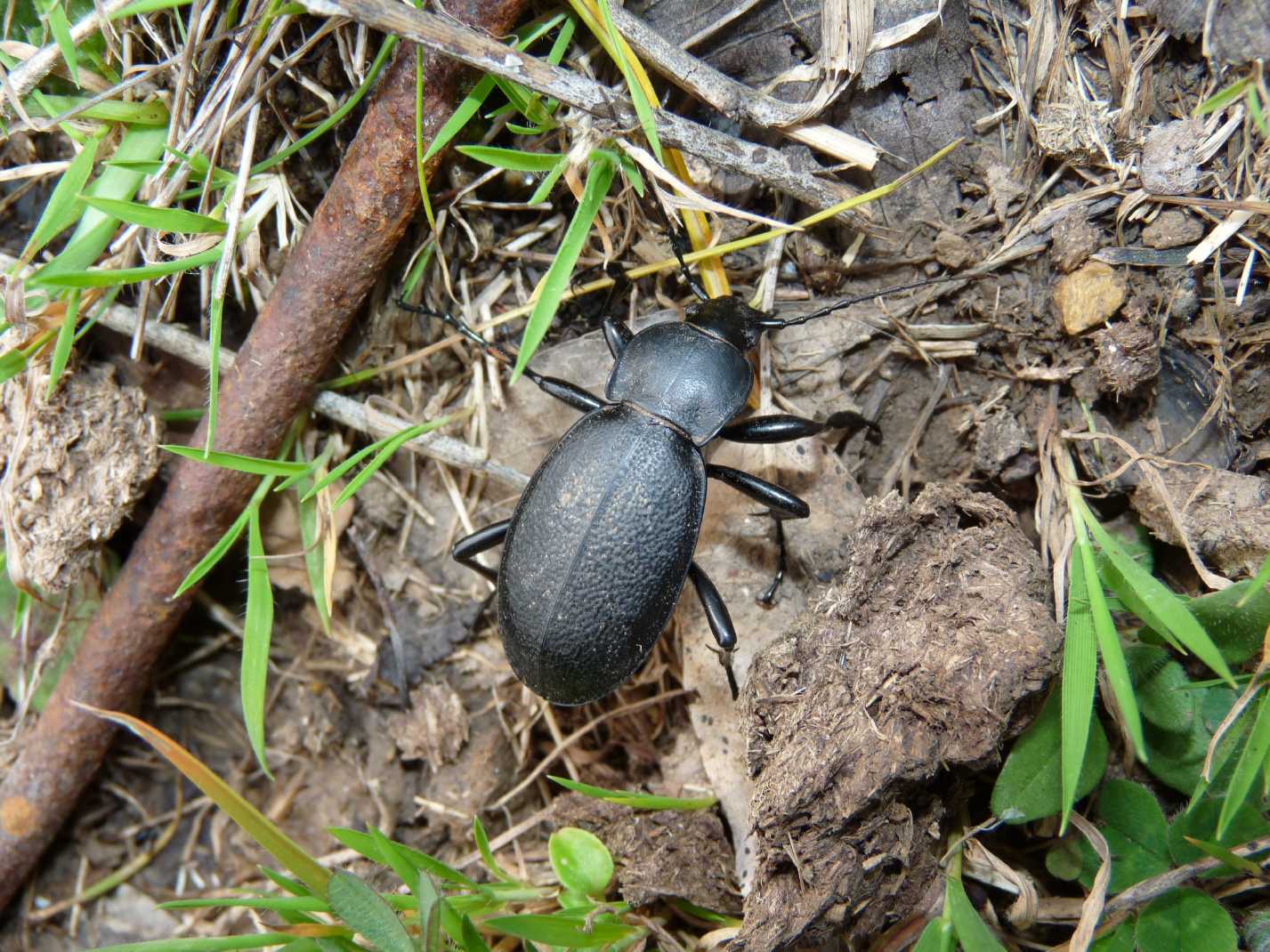 Carabus coriaceus